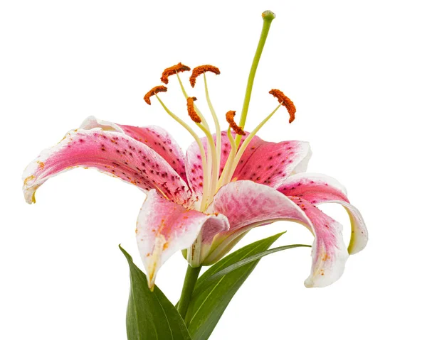 Big Pink White Flower Lily Isolated White Background — Stok fotoğraf