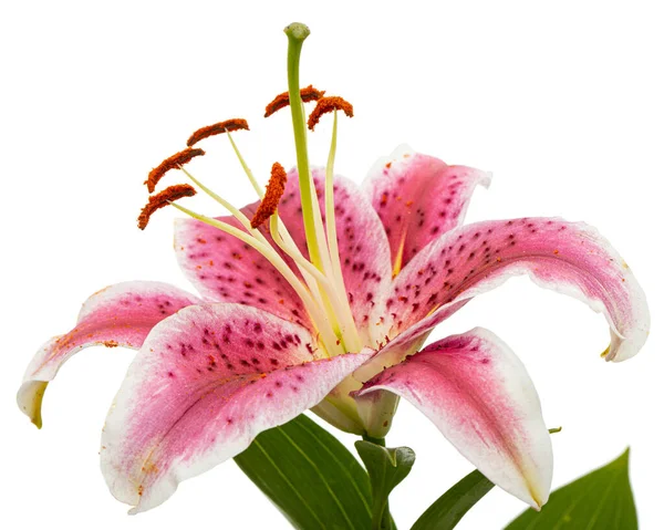 Big Pink White Flower Lily Isolated White Background — стоковое фото