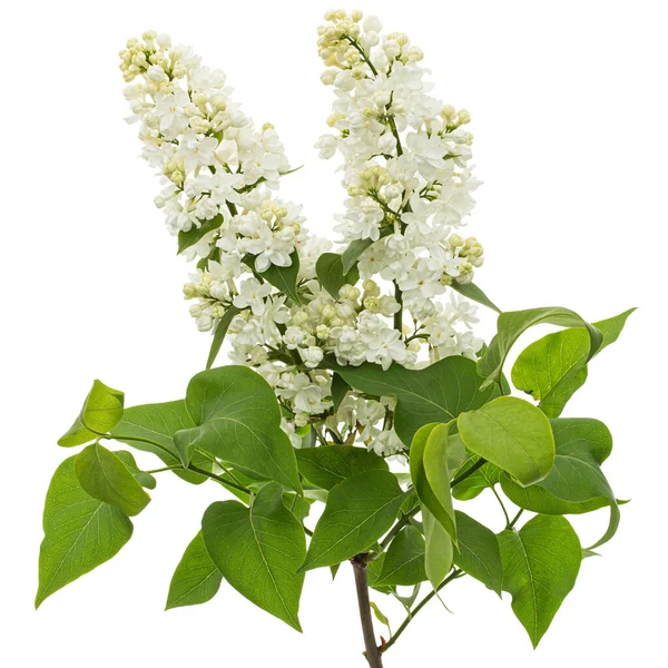 Flowers White Lilac Isolated White Background — Stock fotografie