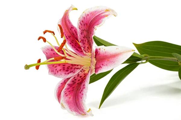 Big Pink White Flower Lily Isolated White Background — Stockfoto