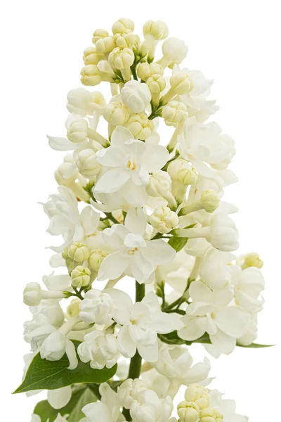 Flowers White Lilac Isolated White Background — Foto Stock