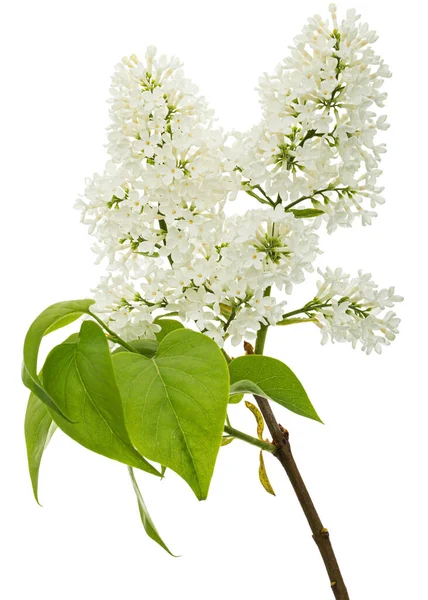 Flowers White Lilac Isolated White Background — Stock Photo, Image