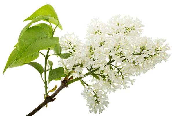 Flowers White Lilac Isolated White Background — Fotografia de Stock