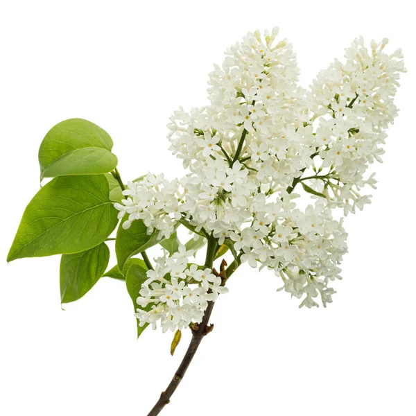 Flowers White Lilac Isolated White Background — Fotografia de Stock