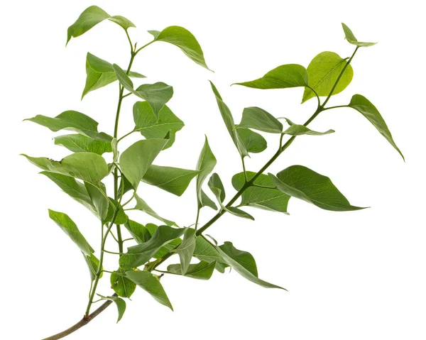Folhas Verdes Lilac Syringa Vulgaris Isoladas Sobre Fundo Branco — Fotografia de Stock