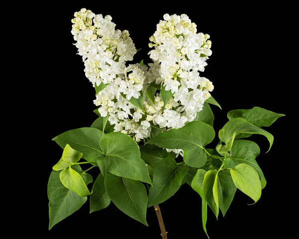 Flowers White Lilac Isolated Black Background — Stock fotografie