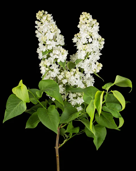 Flowers White Lilac Isolated Black Background — Stock fotografie