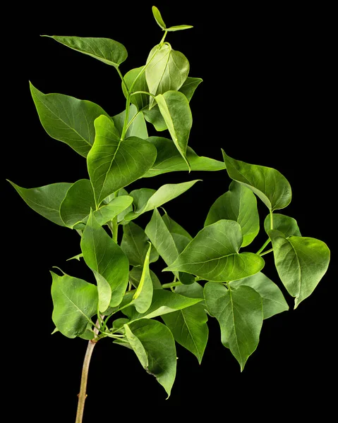 Green Leaves Lilac Syringa Vulgaris Isolated Black Background — Stockfoto