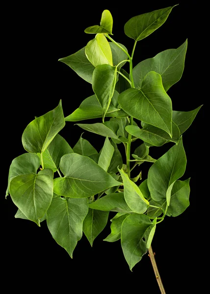 Green Leaves Lilac Syringa Vulgaris Isolated Black Background — Foto Stock