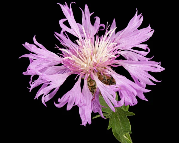 Fialový Květ Chrpy Latté Centaurea Izolované Černém Pozadí — Stock fotografie
