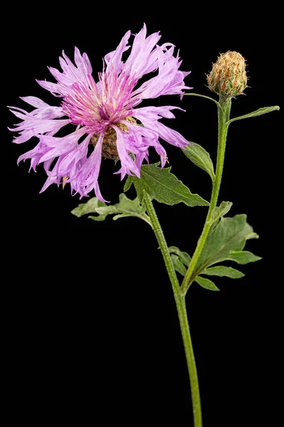 Fiore Viola Fiordaliso Lat Centaurea Isolata Fondo Nero — Foto Stock