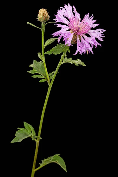 Fialový Květ Chrpy Latté Centaurea Izolované Černém Pozadí — Stock fotografie