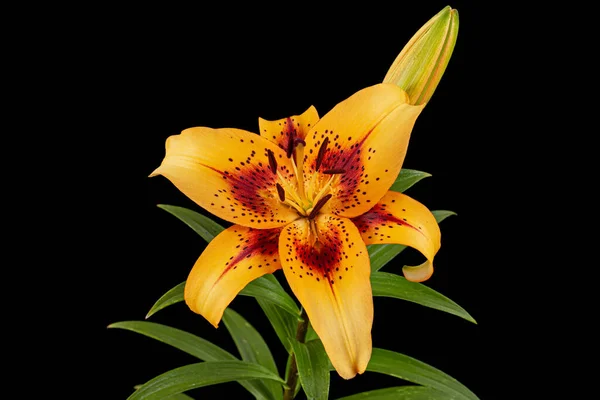 Orange flower of asian lily, isolated on black background