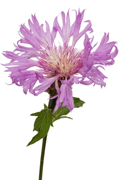 Fialový Květ Chrpy Latté Centaurea Izolované Bílém Pozadí — Stock fotografie