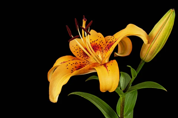 Oranje Bloem Van Aziatische Lelie Geïsoleerd Zwarte Achtergrond — Stockfoto