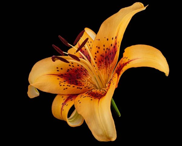 Fleur Orange Lis Asiatique Isolée Sur Fond Noir — Photo