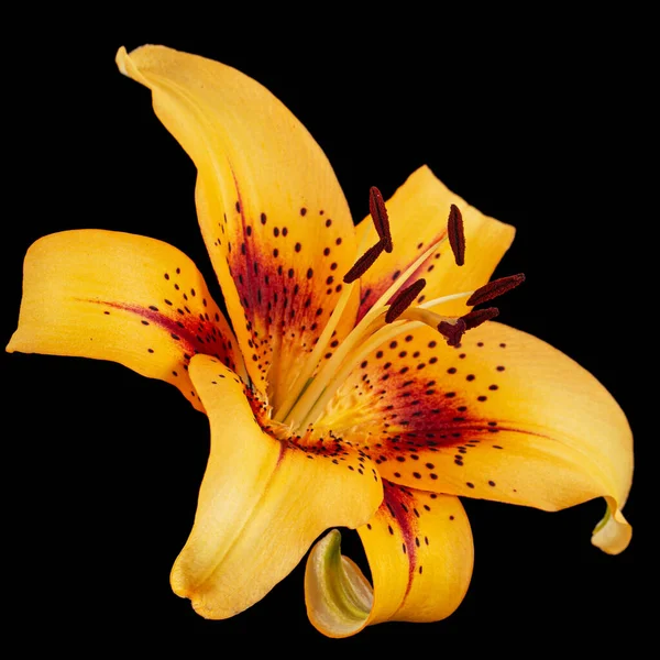 Orange Flower Asian Lily Isolated Black Background — Stock Photo, Image