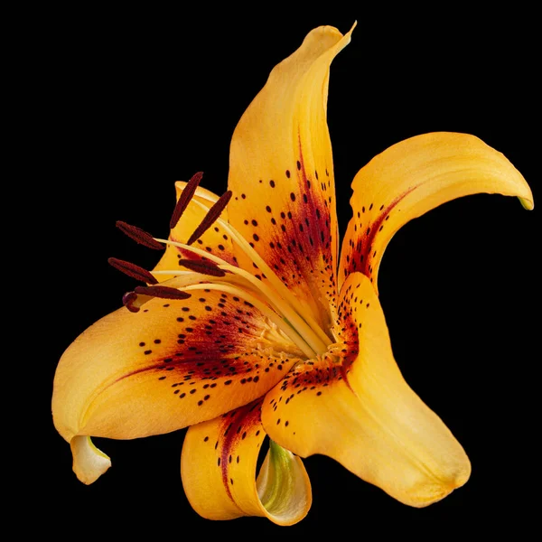 Orange flower of asian lily, isolated on black background