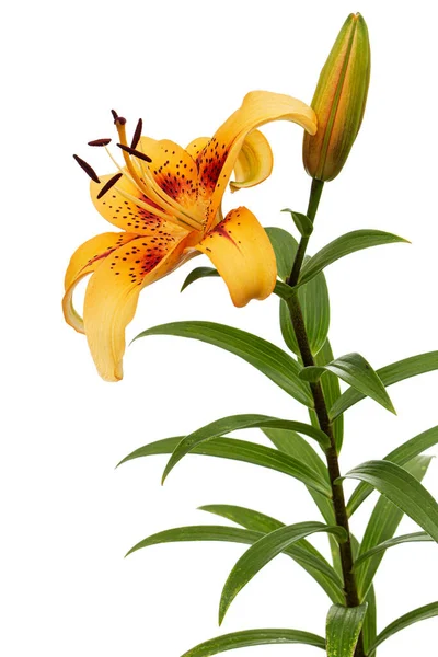 Orange flower of asian lily, isolated on white background