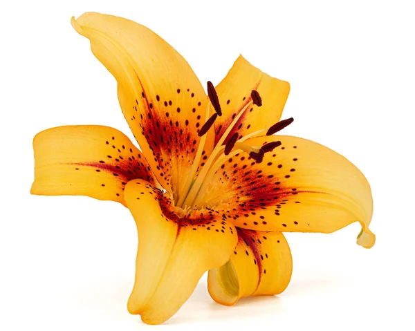 Orangefarbene Blume Der Asiatischen Lilie Isoliert Auf Weißem Hintergrund — Stockfoto