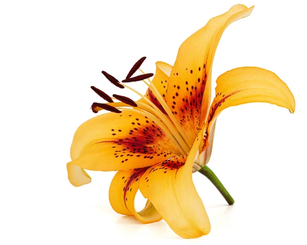 Pomerančový Květ Asijské Lilie Izolované Bílém Pozadí — Stock fotografie