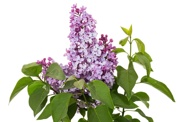 Branch Blooming Lilacs Syringa Vulgaris Isolated White Background — Stock fotografie