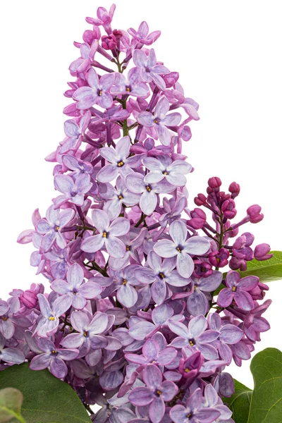 Branch Blooming Lilacs Syringa Vulgaris Isolated White Background — стоковое фото