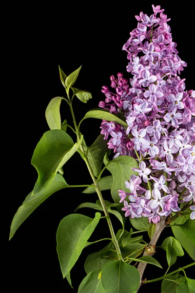 Ветвь Цветущей Сирени Syringa Vulgaris Изолированные Черном Фоне — стоковое фото