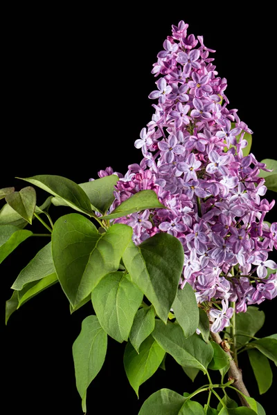 Ветвь Цветущей Сирени Syringa Vulgaris Изолированные Черном Фоне — стоковое фото