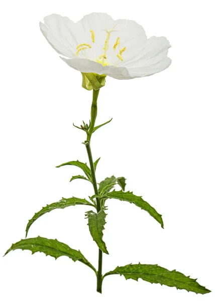 White Flower Oenothera Isolated White Background — Stock Photo, Image