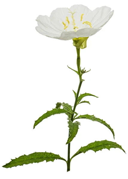 White Flower Oenothera Isolated White Background — Stok fotoğraf