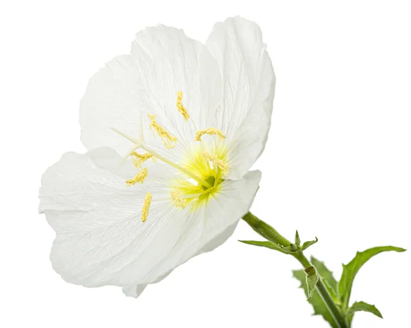 White Flower Oenothera Isolated White Background — Stock Fotó
