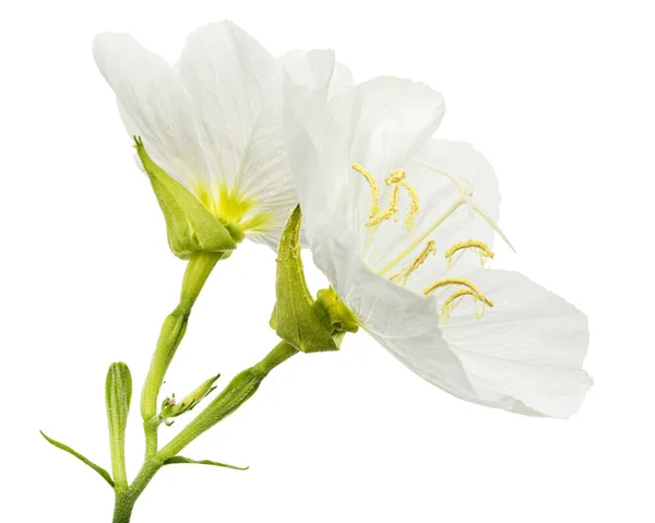 Two White Flower Oenothera Isolated White Background — Stock fotografie