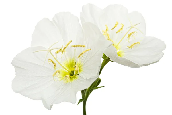 Two White Flower Oenothera Isolated White Background — Stock Fotó