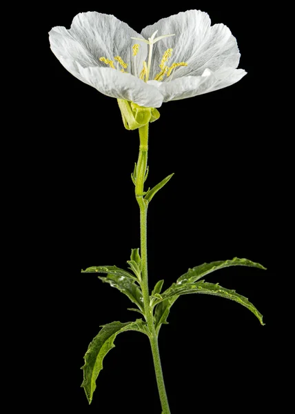 White Flower Oenothera Isolated Black Background — Stok fotoğraf