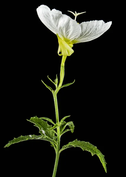 White Flower Oenothera Isolated Black Background — Φωτογραφία Αρχείου