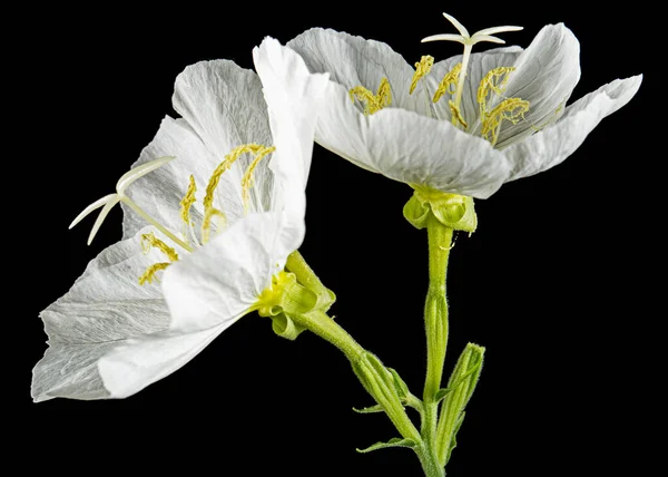 Two White Flower Oenothera Isolated Black Background — Stock Fotó