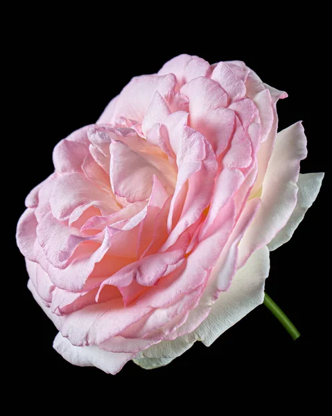 Rosa Blüte Der Rose Isoliert Auf Schwarzem Hintergrund — Stockfoto