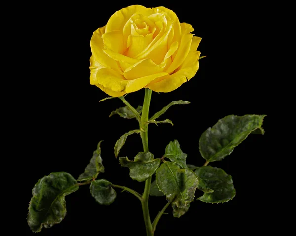 Żółty Kwiat Róży Odizolowany Czarnym Tle — Zdjęcie stockowe