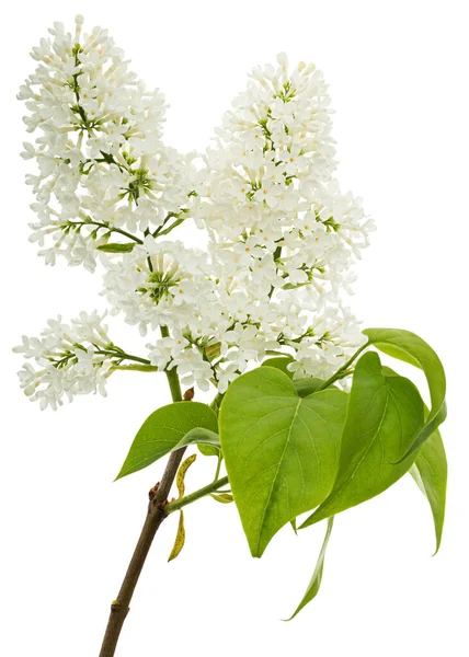 Flowers White Lilac Isolated White Background Royalty Free Stock Photos