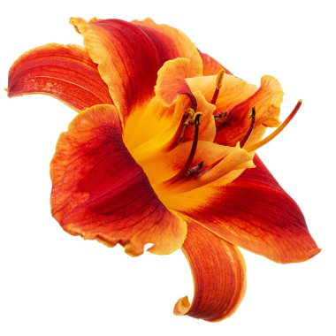 Orange-yellow flower of daylily, lat. Hemerocallis, isolated on white background