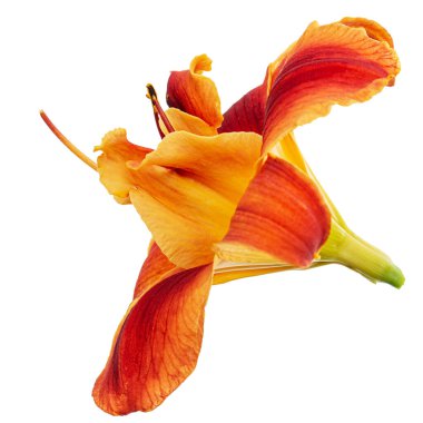 Orange-yellow flower of daylily, lat. Hemerocallis, isolated on white background