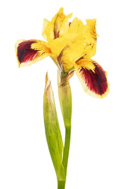 Yellow-bordo flower of iris, isolated on white background