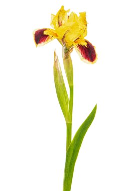 Yellow-bordo flower of iris, isolated on white background