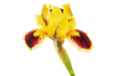 Yellow-bordo flower of iris, isolated on white background