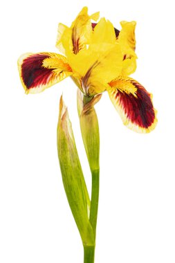 Yellow-bordo flower of iris, isolated on white background