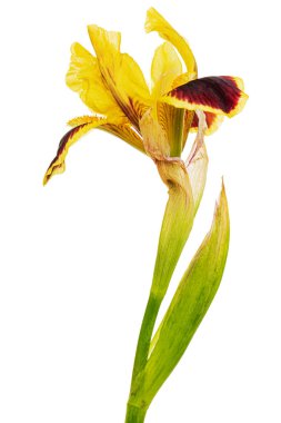 Yellow-bordo flower of iris, isolated on white background