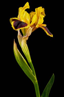 Yellow-bordo flower of iris, isolated on black background