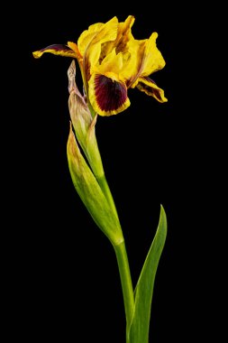 Yellow-bordo flower of iris, isolated on black background