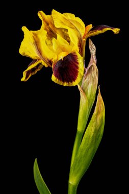 Yellow-bordo flower of iris, isolated on black background